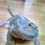 ★★남들과는다르다ㅋ쫌특이한울집애완<b>동물</b>을소개해요★★