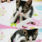 어미고양이 잃은 우리집 업둥이 <b>미묘</b> 길냥이 ! ♡