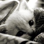 인간은 <b>겉</b>과 <b>속</b>이 다르다 악마의 탈을 쓴 악마다