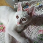 완전 <b>차도</b>냥인 우리집막내 별이 3탄!