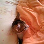 ★★★귀염 터지는 시골 고양이★★★
