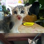 ★★★★★★급해요 ㅠㅠ 새끼 길냥이 <b>분양</b>★★★★★★(수정)