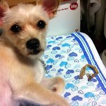 악마견과 천사견3탄 그리고...