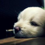 ★★## (<b>사진</b>有_) 우리<b>집</b> 개좀 보고가시개.##★★