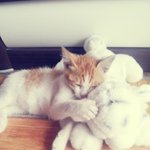 ★〓ㅇ.ㅇ〓 저희집 냥<b>요미</b>를 소개합니다냥 〓ㅇ.ㅇ〓 ★