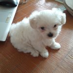 맨날 뒤집어져서 자는 우리집 강아지