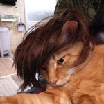 고양이 <b>가발</b>