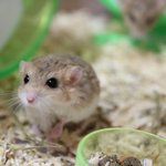 펫테일 저빌을 아시나요?(스압)