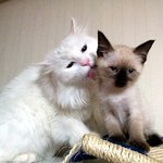 **샴 <b>발리</b>니즈 유료 가정분양 합니다^0^**