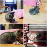 길냥이 아이를 데리고 있습니다...