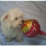 <b>츄</b>파츕스 만한 강아지