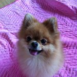 ★<b>포</b><b>메</b>라이안★ 허저 이쁜 똘이사진