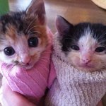 비오는 날 구조되어 케어중인 아갱이 남매 (<b>후추</b>군 참조출연)