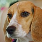 ★찾았습니다^^★전주 서신동 대우 <b>대창</b> 아파트 공원에서 잃어버렸습니다