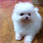 4개월 화이트 포메라니안. 땡쵸 ^ㅡ^*