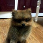 ★☆★산도(<b>포메</b>) 성장 스토리★☆★