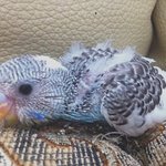 ☆새판 사진有★  애<b>완조</b> 애교쟁이 콩이♥    ★☆사진有★☆★