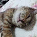 울냥이 봉자의 잠퍼레이드