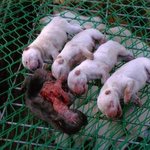 <세기의 재판, 동물보호가 vs 개장수> 개장수들이 재판정으로 몰려오고...