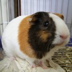 강아지같은 우리집 기니<b>피그</b>를 소개합니돠!!!!!!!!!!!!!