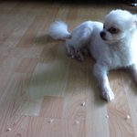 [강아지사랑] 우리집 막내 행복이~  <1>