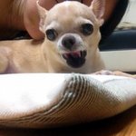 ●12살 할매<b>견이</b> '태풍'을 견디는 법●