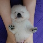 (추가사진수정) ♥스피츠순백♥  ♥허스키왕별♥  ♥말티즈낼롬♥ ...