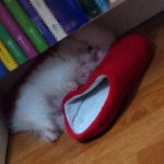 4개월 화이트 포메라니안. 땡쵸^ㅡ^*★②☆