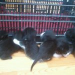 아기냥이 <b>분양</b>합니다