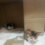 구조되어 케어중인 아갱이 남매 김밥이랑 묵무침양 (후추군 또 <b>참조</b>출연)