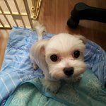 선물처럼 내게 온 말티즈 <b>모리</b>♥