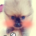 울멍뭉이 브ㄹㅏ우니♥