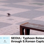 <b>cnn</b>까지 보도한 볼라벤의 위력