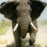 100m를 가장 빠르게 뛰는 <b>동물</b>은?