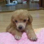 ☆★라떼색 푸들이 우리집에 온날☆★