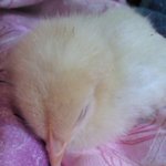 사진有)★★우리집이쁜아가들을소개해요★★★★★★★★★