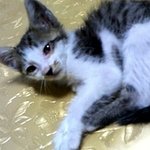 [사진有/사진多]★★★냥냥이 레이군의 매력에 빠져~봅시다~★★★