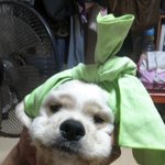 <b>코카</b>의 매력이란 ......♥_♥