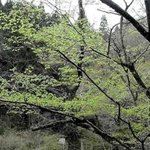 이 길을 따라가면 <b>엘프</b>가 보인다.