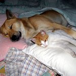 적과의 <b>동침</b> 개와 고양이