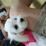 선물처럼 내게 온 말티즈 <b>모리</b>♥ [ 2 ]