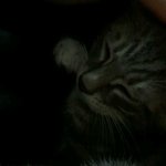 ★인천★코숏 <b>아가</b>냥이 분양합니다
