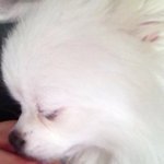 [강아지사랑] 우리집 막내 행복이~ <2>