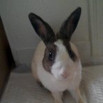 <b>동요</b> 옹달샘?의 주인공!