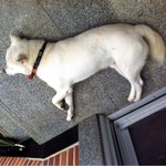 [9탄]사람인지 개인지 헷갈리는 똥꼬발랄우리집멍멍2들을 소개합니당:-)