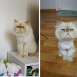 <b>양털</b>되버린 고양이. 이당당!!