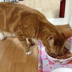 [고양이] 추가1,2 - <b>앞발</b>로 툭툭 치는거 장난치는거에요?