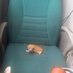 사무실에 고양이가 있는데 어떻게 해야할지 도와주세요~