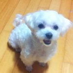 유기견 센터에서 데려온 검은 <b>입술</b>이 매력적인 mari를 소개합니다~♥