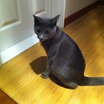 9개월 <b>러시안</b>블루 분양해요!!!사진有